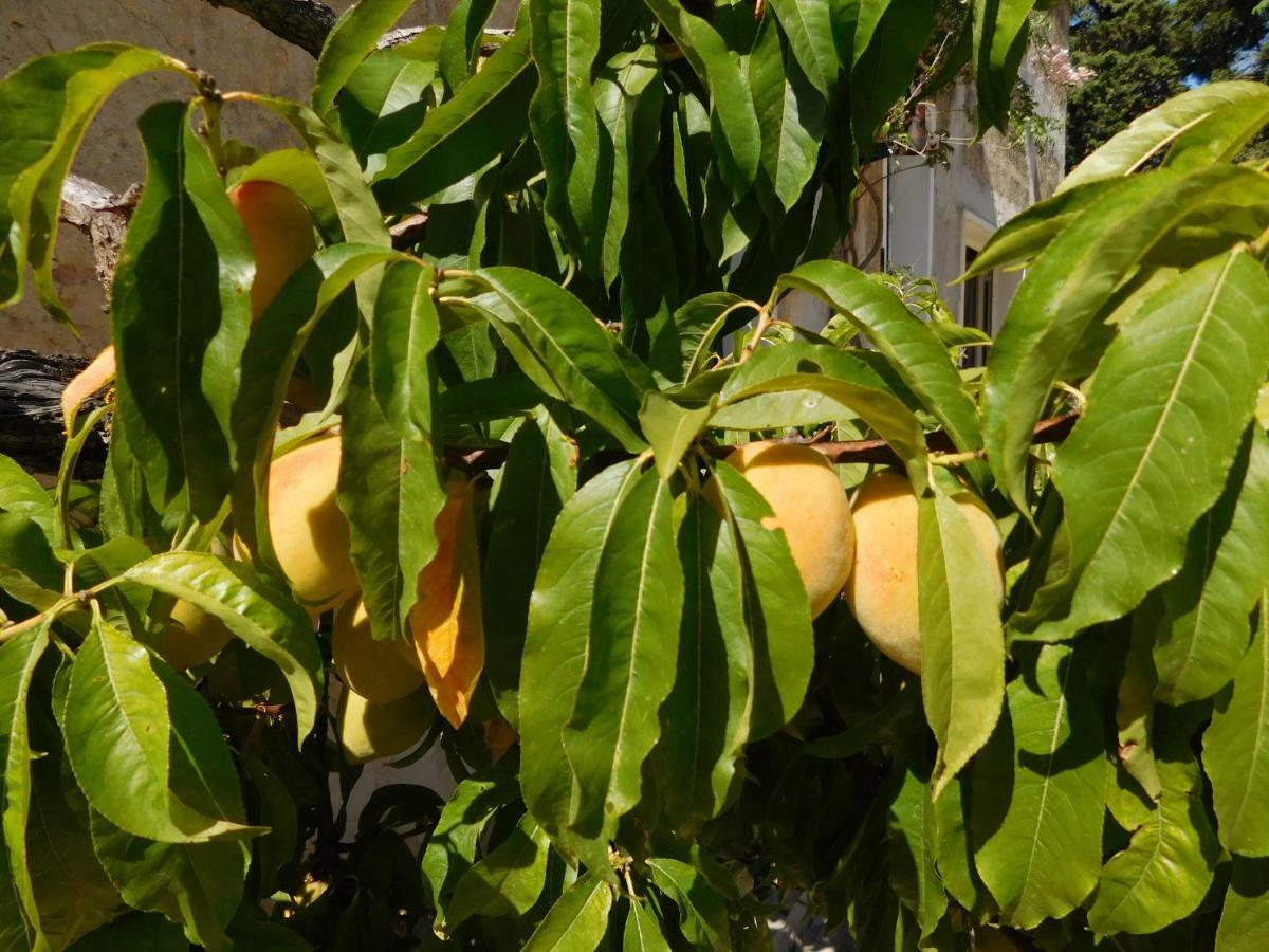 Appartamento La Pinetina Valderice Esterno foto